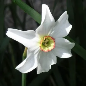 Daffodil Pheasant Eye